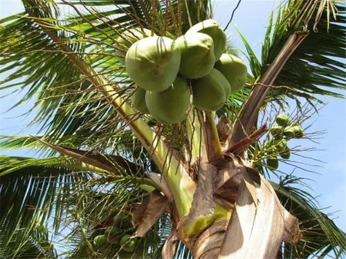 嶺南四大名果 椰子知多少 偷偷告訴你,椰子全身都是寶